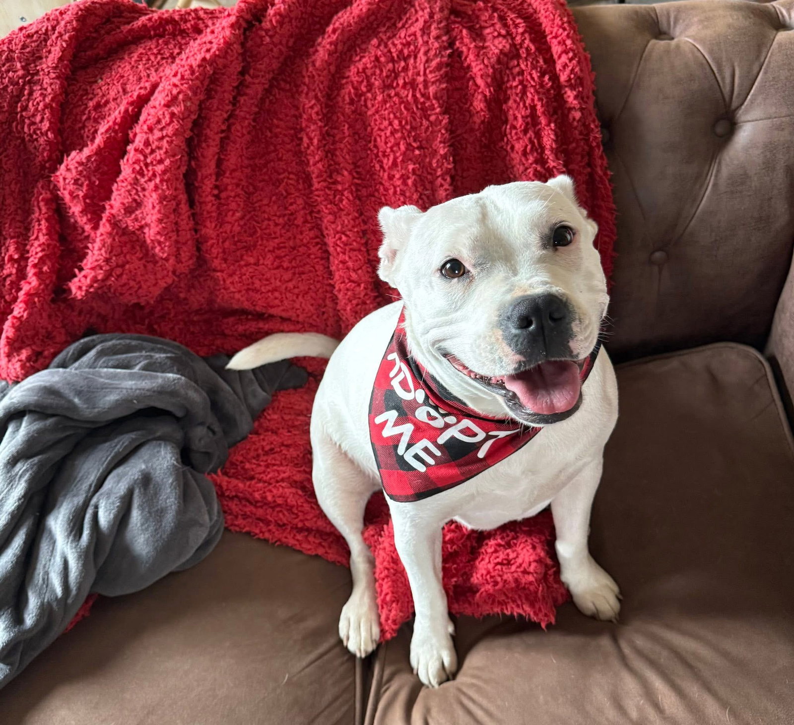 Princess Brisket