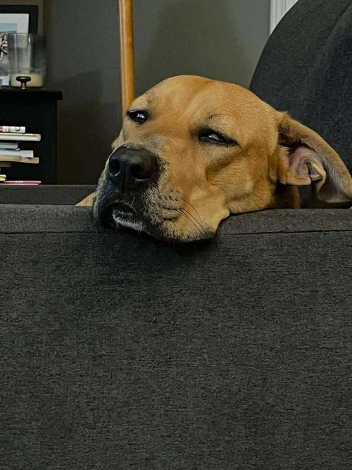 picture of the dog needing adoption