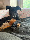 Henry Hawk - Photo 2