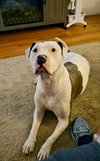 Fury - Photo 5