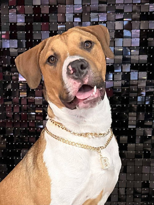 picture of the dog needing adoption