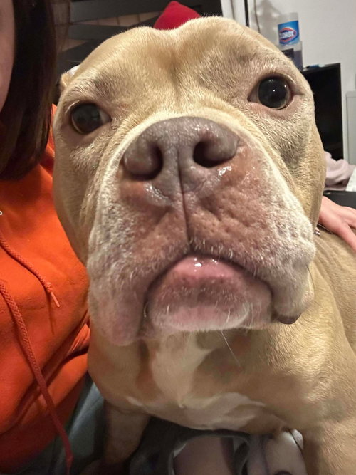 picture of the dog needing adoption
