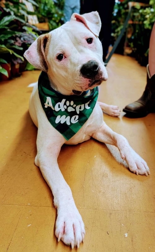 picture of the dog needing adoption