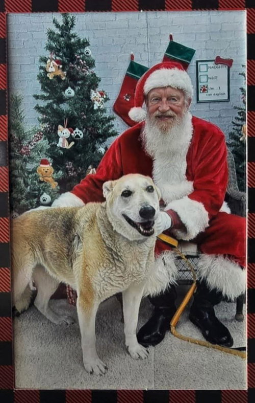 picture of the dog needing adoption