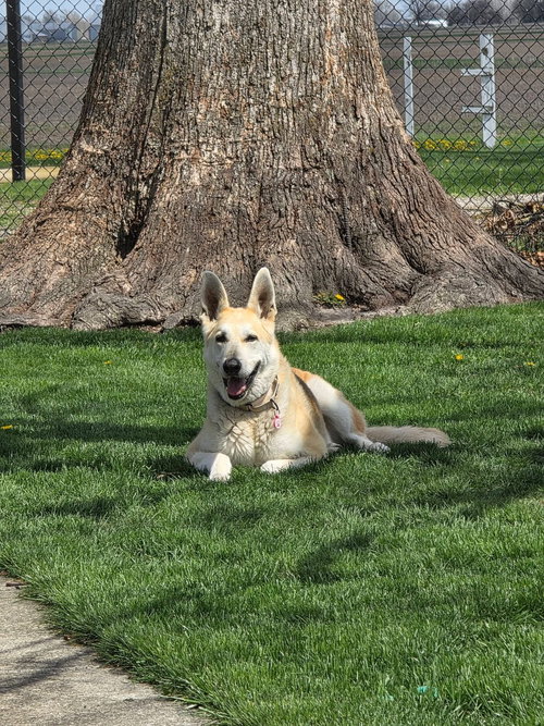 DAISY FLOWER - Shepherd available for adoption