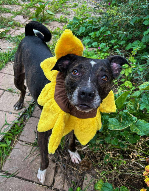 picture of the dog needing adoption