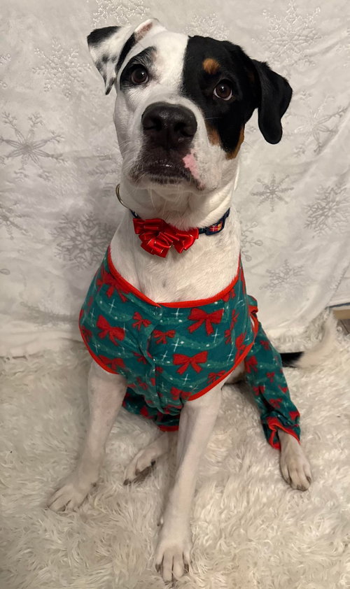 picture of the dog needing adoption