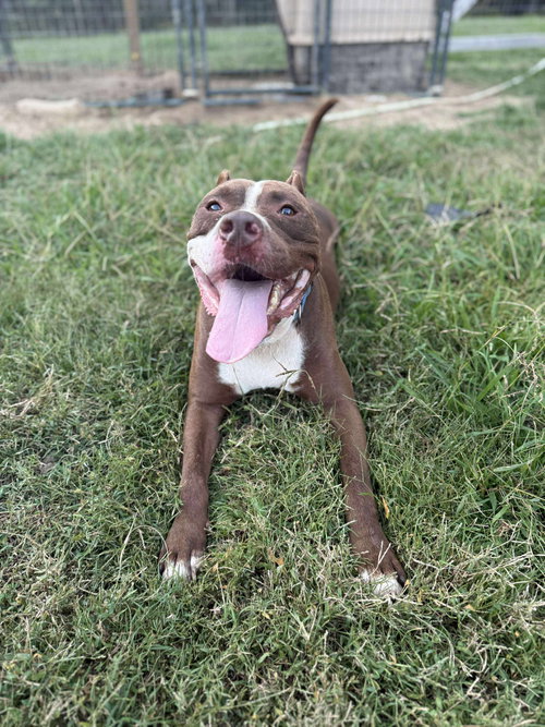 picture of the dog needing adoption