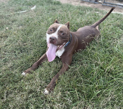 JUICE - American Pit Bull Terrier available for adoption