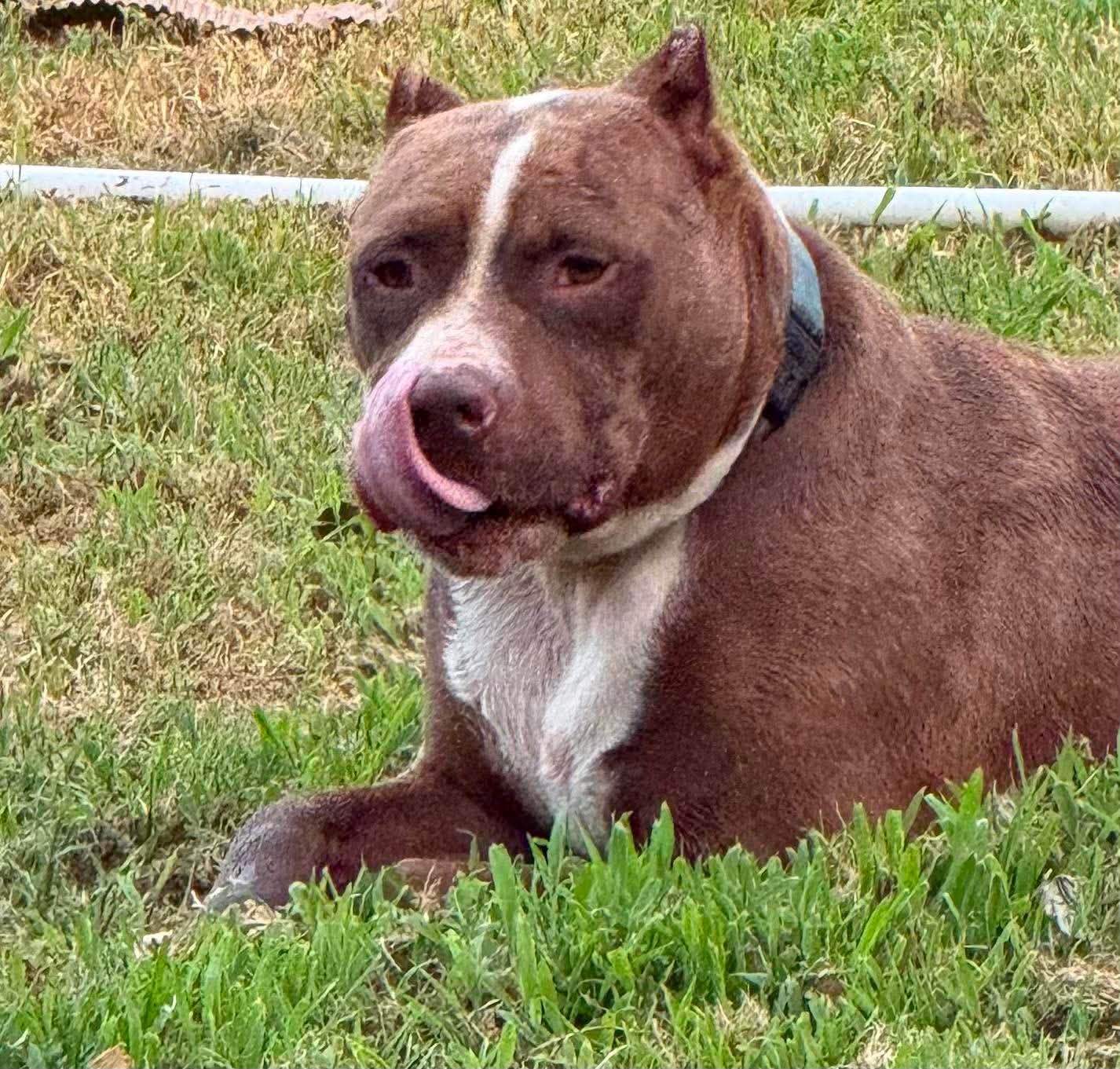 Juice - American Pit Bull Terrier