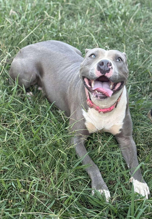 picture of the dog needing adoption