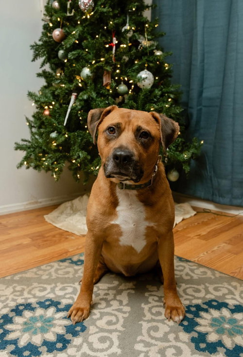 WYATT DERP - Unknown available for adoption