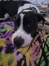 Dotty - Photo 18