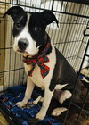 Dotty - Photo 12