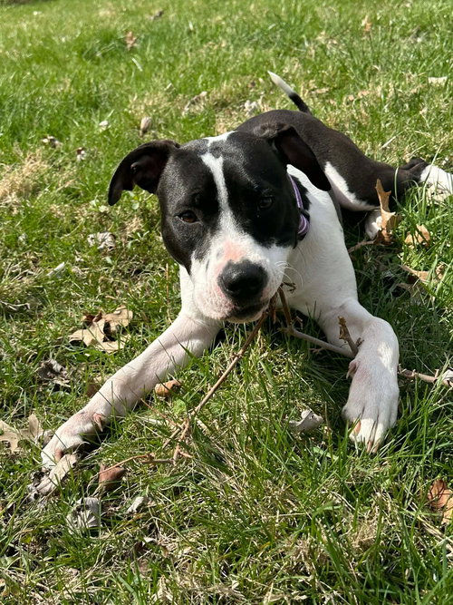 DOTTY - Terrier available for adoption