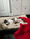 Dotty - Photo 8