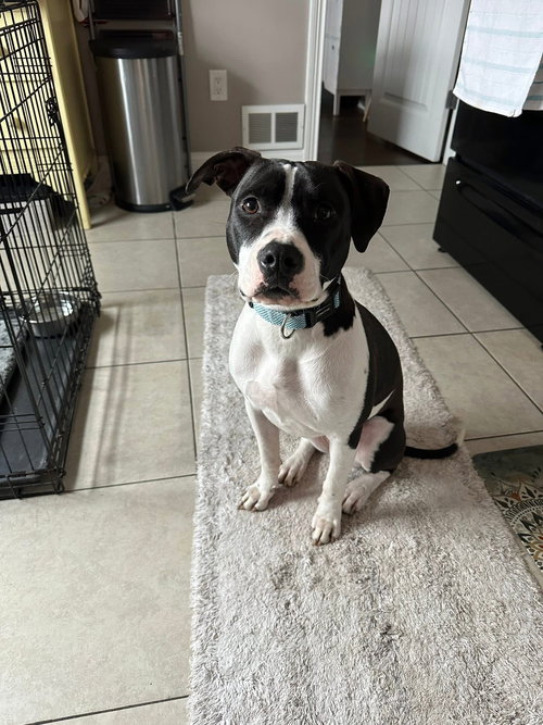 DOTTY - Terrier available for adoption