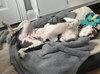 Dotty - Photo 5