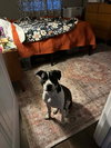 Dotty - Photo 3