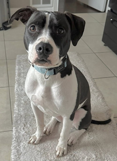 Dotty, an adoptable Terrier in Germantown, OH
