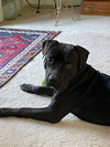 ‘Sippi Bear - Photo 2