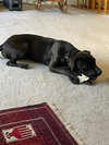 ‘Sippi Bear - Photo 3