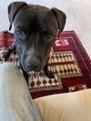 ‘Sippi Bear - Photo 5