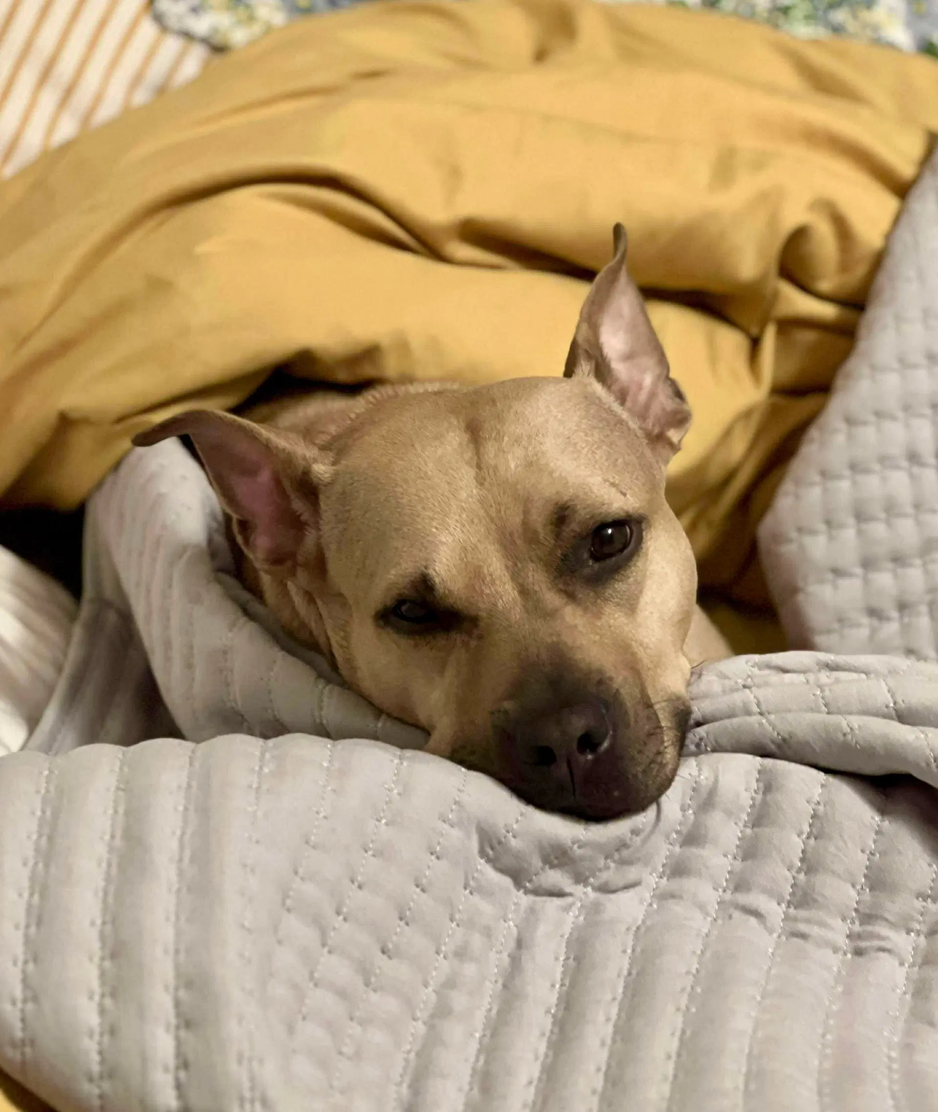 Honey Potato - American Pit Bull Terrier