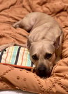 Honey Potato - Photo 5