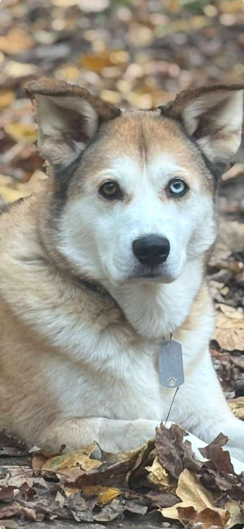 picture of the dog needing adoption