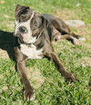 Rilo Gravy - Photo 7