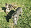 Rilo Gravy - Photo 11