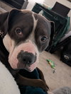 Rilo Gravy - Photo 4