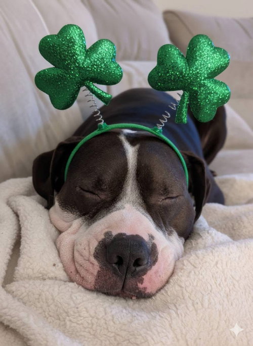 RILO GRAVY - American Bulldog / Staffordshire Bull Terrier available for adoption