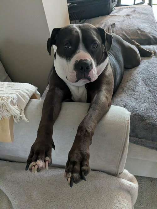 RILO GRAVY - American Bulldog / Staffordshire Bull Terrier available for adoption
