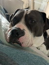 Rilo Gravy - Photo 1