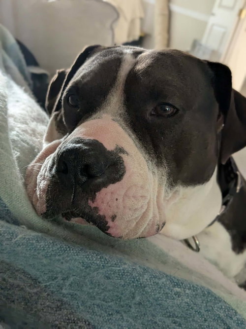 RILO GRAVY - American Bulldog / Staffordshire Bull Terrier available for adoption