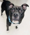 Milo the Meatball - Photo 5