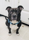 Milo the Meatball - Photo 7