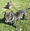 Milo the Meatball - Photo 8