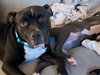 Milo the Meatball - Photo 4