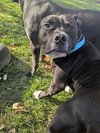 Milo the Meatball - Photo 6