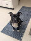 Milo the Meatball - Photo 2