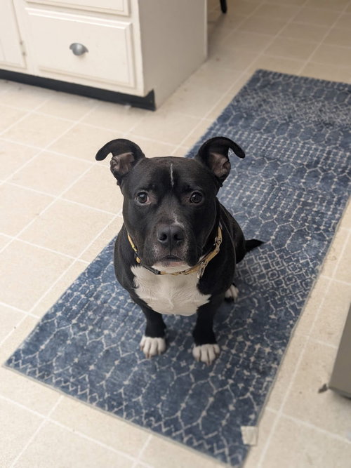 MILO THE MEATBALL - Staffordshire Bull Terrier available for adoption