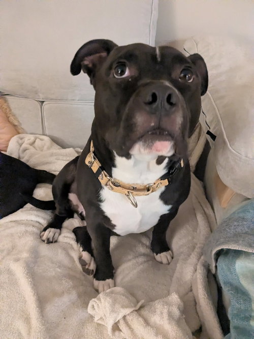 MILO THE MEATBALL - Staffordshire Bull Terrier available for adoption