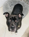 Milo the Meatball - Photo 1
