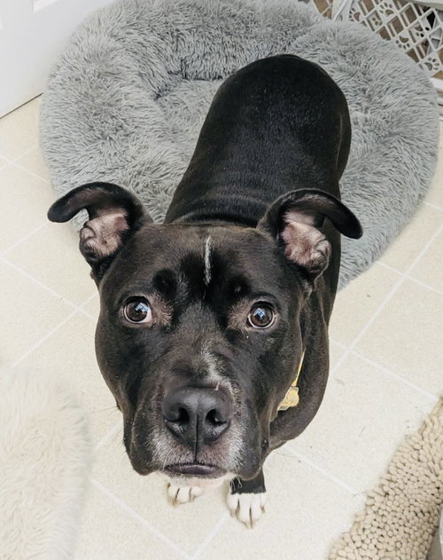 MILO THE MEATBALL - Staffordshire Bull Terrier available for adoption