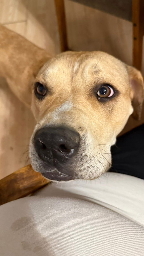CHOWDER - American Pit Bull Terrier available for adoption
