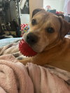 Chowder - Photo 3