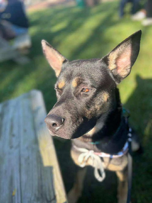 JESTER - German Shepherd Dog available for adoption